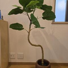 観葉植物　フェイクグリーン　フィカス
