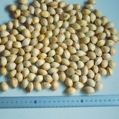 【ご成約済】生ぎんなん 約450g