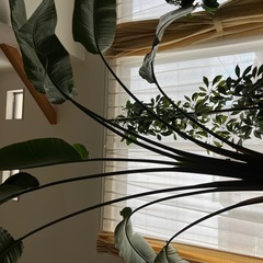 オーガスタ(取引中)
