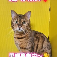 里親募集中！３歳ベンガル♂(⋈◍＞◡＜◍)。✧♡