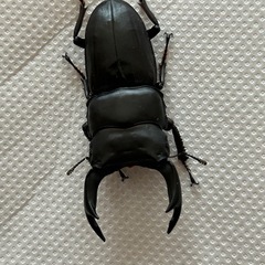 国産オオクワガタ