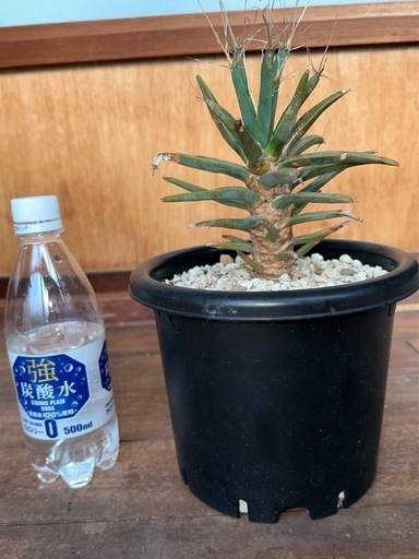 レウクテンベルギア・プリンキピス（晃山）