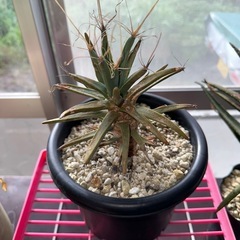 レウクテンベルギア・プリンキピス（晃山）の画像