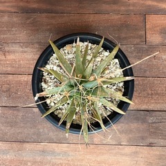 レウクテンベルギア・プリンキピス（晃山）の画像