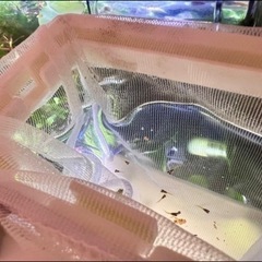 【募集停止中】グッピー赤ちゃん10匹100円〜何匹でも