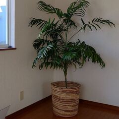 テーブルヤシ　大型観葉植物　鉢カバー付き　高さ160㎝①