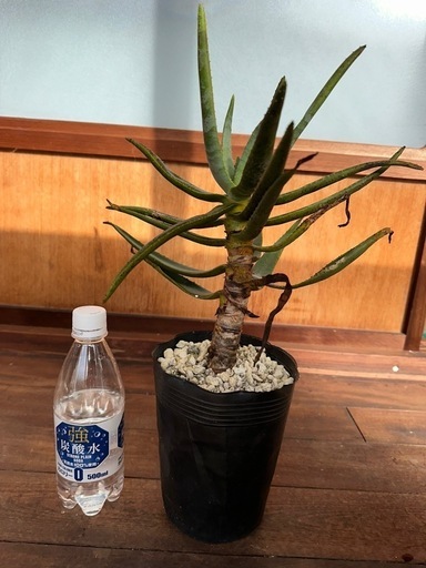 アロエ　ディコトマ