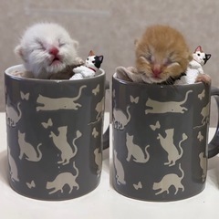 問い合わせ多数のため一旦受付終了します⚠️生まれたばかりの仔猫ちゃん