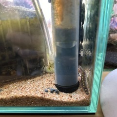 クーリーローチ　3匹　熱帯魚