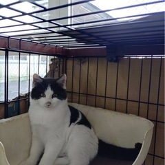 至急 とても可愛い 甘えん坊 子猫ちゃん  約4ヶ月 