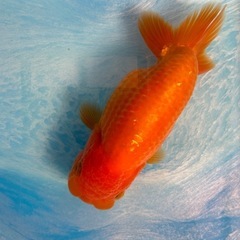 らんちゅう　ニ歳　約12.5センチ