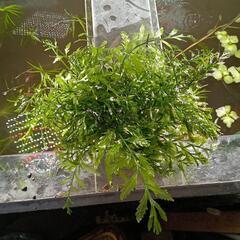 水草　ボルビディス