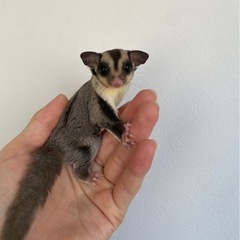ノーマルhetリューシ　男の子
