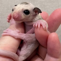 チョッキモザイク　男の子