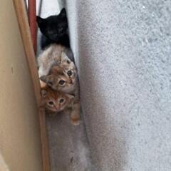 子猫の里親募集 - 里親募集