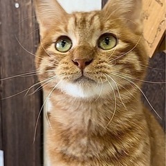 一歳のチャトラの女の子レイちゃん − 兵庫県