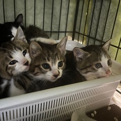 急募！！2ヶ月くらいの子猫甘えん坊