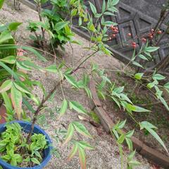 南天＆ベビーサンローズ【多肉植物】　　　植木鉢込みの画像