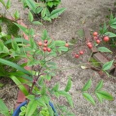 南天＆ベビーサンローズ【多肉植物】　　　植木鉢込み