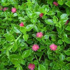 南天＆ベビーサンローズ【多肉植物】　　　植木鉢込みの画像