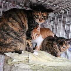 12/16まで!緊急里親募集!お母さん猫にも幸せを!