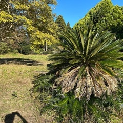 大きな鉄の木一つを無料贈呈 自分で掘るんだ 住所成田市松子
の画像