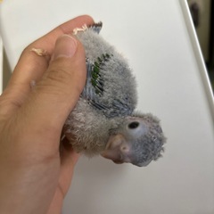 ウロコインコ雛🐤