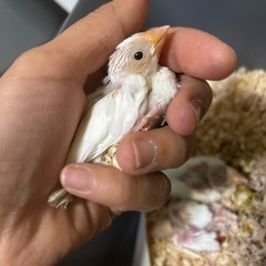 白文鳥4羽