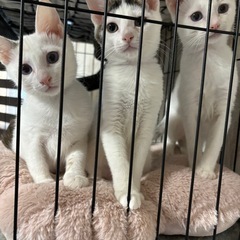 猫初心者様ok♡の3匹のシャムミックスきょうだい♡(決まりました)