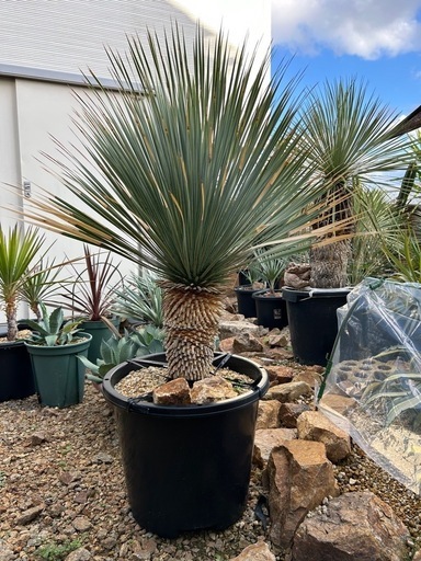 ユッカ　ロストラータ　黒鉢 厳選美株 ユッカロストラータ 黒鉢付 ユッカロストラータ 24株 鉢植え