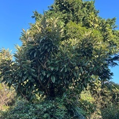 枇杷の葉(生葉)