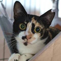 とっても甘えん坊で元気いっぱいの三毛猫 みかん