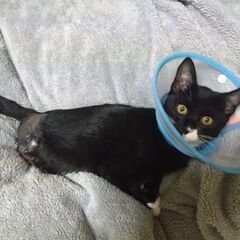 生後８ヶ月　じんくん里親募集 - 猫