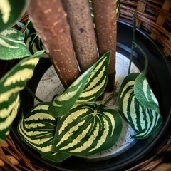 【無料】フェイクグリーンあげますの画像