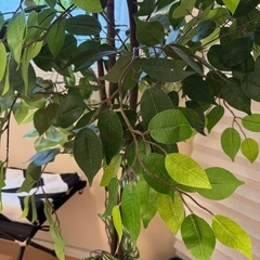 【無料】フェイクグリーンあげますの画像