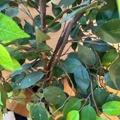 【無料】フェイクグリーンあげますの画像