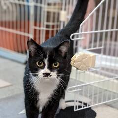 白靴下がチャームポイントの　お米ちゃん