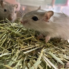 カラージャービル🐀