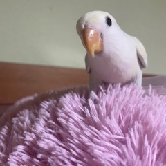 コザクラインコ🦜３羽