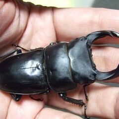 奈良県産オオクワガタ F6 ♂72ミリ ♀45ミリ ペアの画像