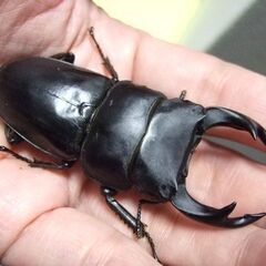 奈良県産オオクワガタ F6 ♂72ミリ ♀45ミリ ペアの画像