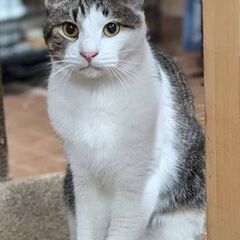 元気でイケメンの猫ちゃん　おっくん