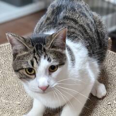 元気でイケメンの猫ちゃん　おっくん - 伊豆の国市