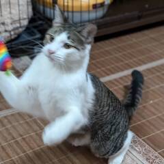 元気でイケメンの猫ちゃん　おっくん - 猫