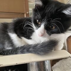 ハチワレツインズ♪テンくん