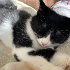 ハチワレツインズ♪くうちゃん