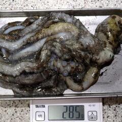 沖縄県産 タコ 1kg シガヤー ウムズナー （ウデナガカクレダコ） 沖縄県産 タコ 1kg シガヤー ウムズナー （ウデナガカクレダコ