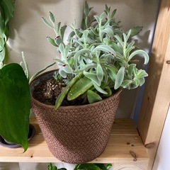 【観葉植物】カランコエ　月兎耳　ツキトジ