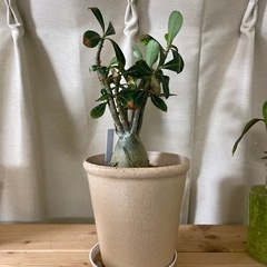 【観葉植物】【塊根植物】アデニウム