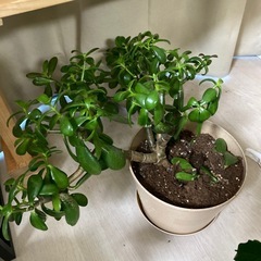 【観葉植物】カネノナルキ